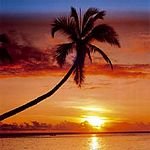 pic for Palm Tree Sunset